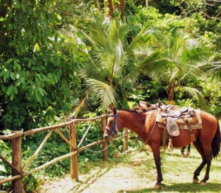 Caballos a la espera
